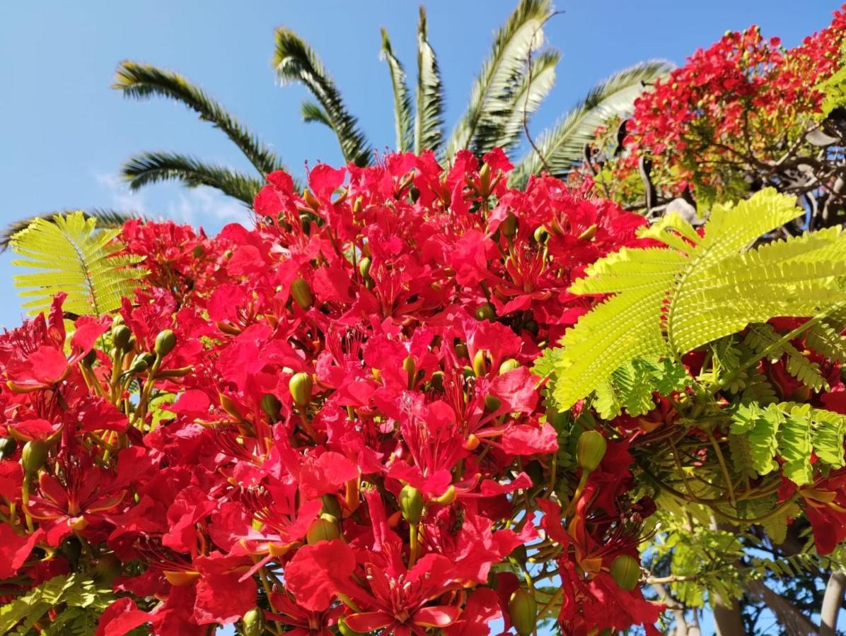 San Marino Los Cristianos Center Apartment Arona  Dış mekan fotoğraf